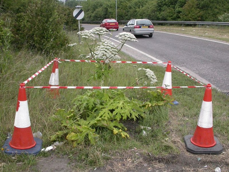 Invasive Species Week 2015